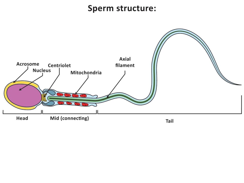 test sperm count
